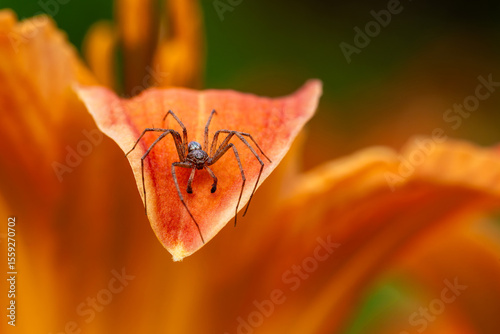 spider on orange leaf