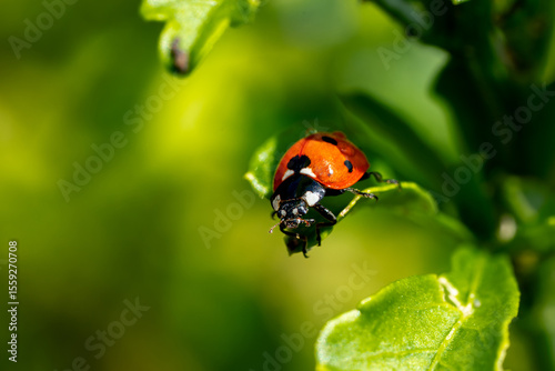 close up of ladybird on a green leaf