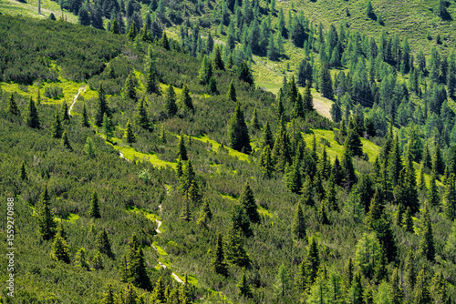 pine forest in the mountains