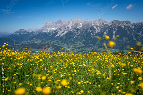 yellow flowers in the mountains - Dachstein glacier in the background