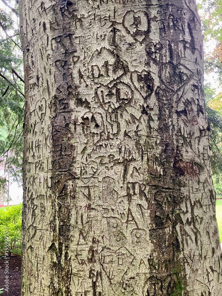 Fototapeta premium tree with carved hearts and initials