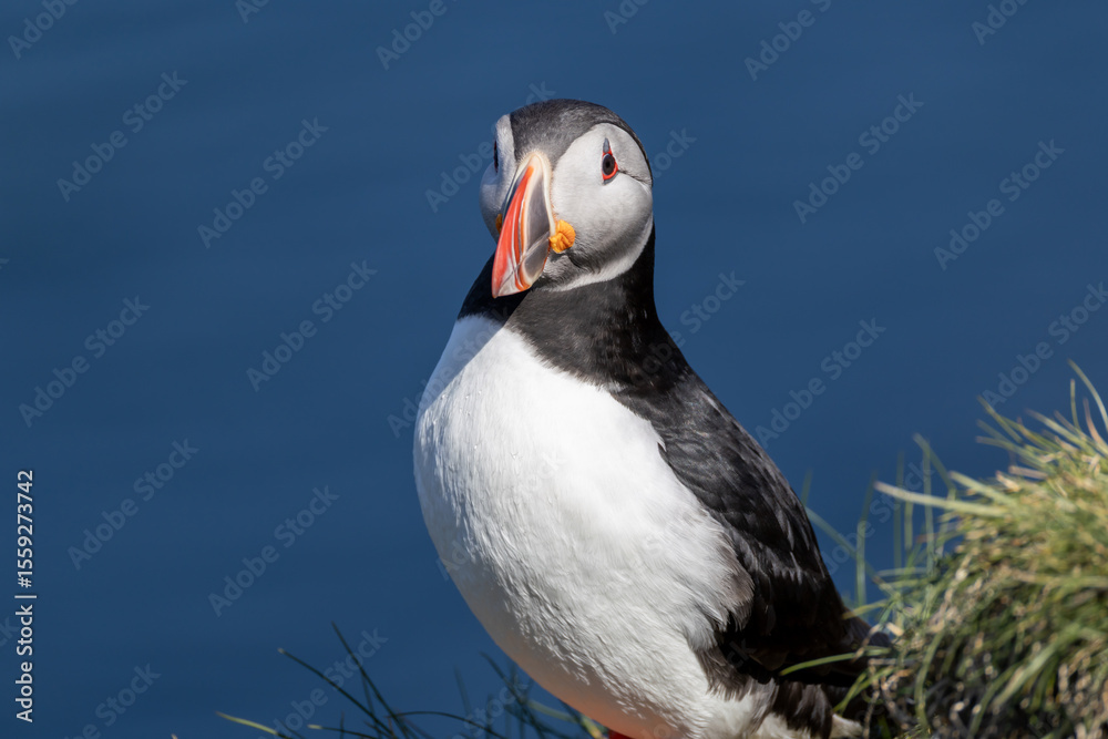 Naklejka premium Atlantic Puffin Borgarfjorour Eystri