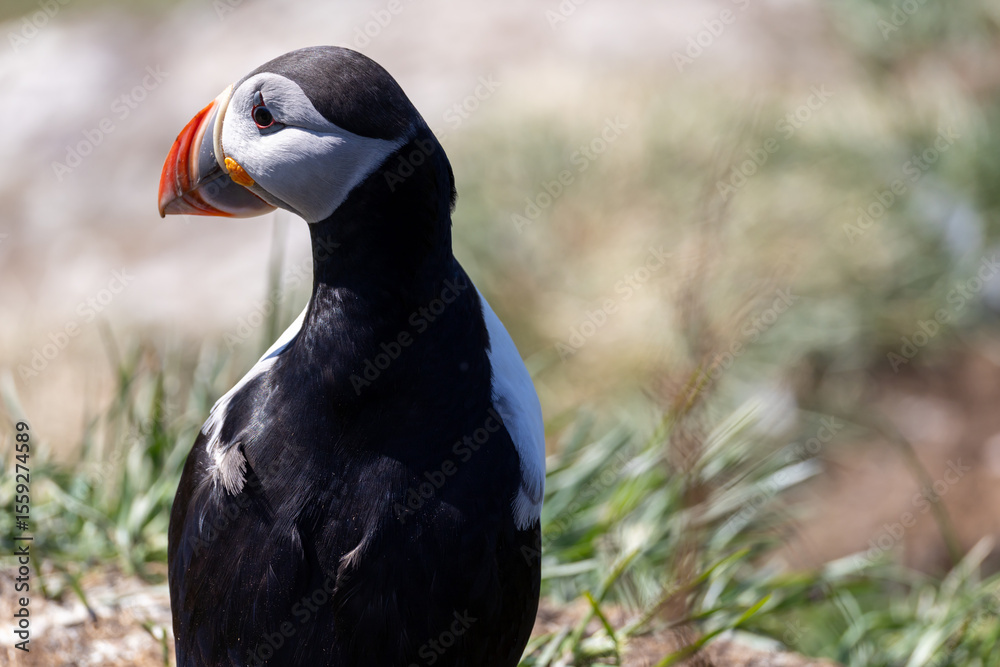Fototapeta premium Atlantic Puffin Borgarfjorour Eystri