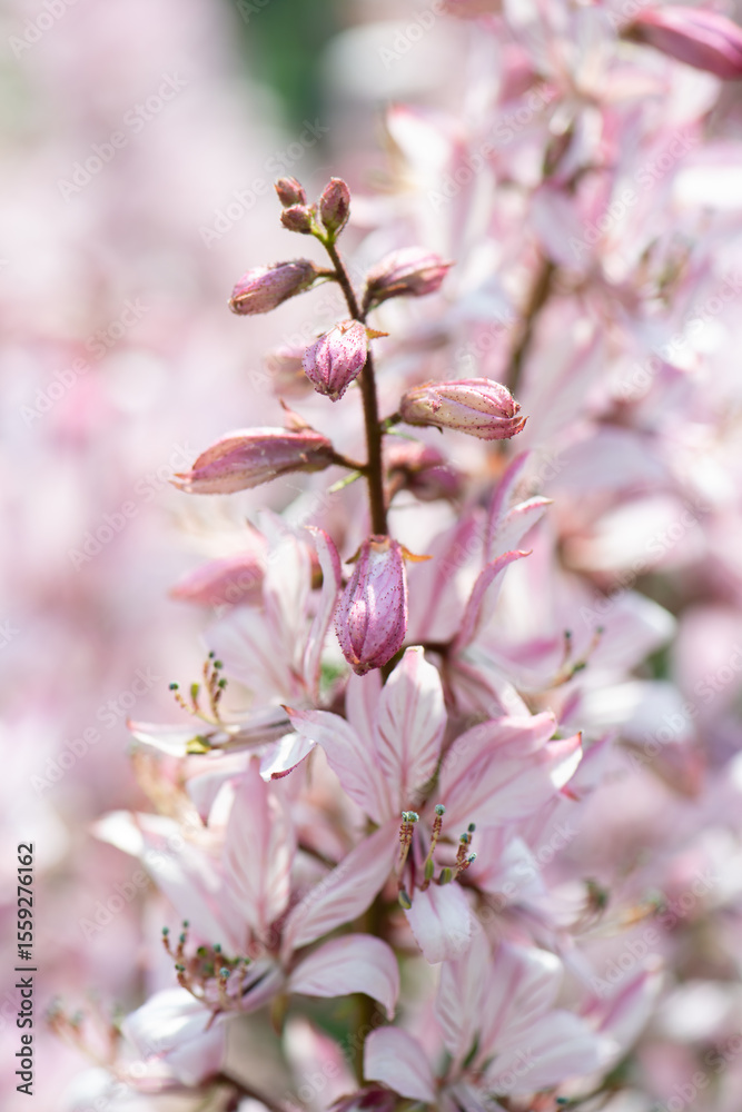 Obraz premium pink flower branch