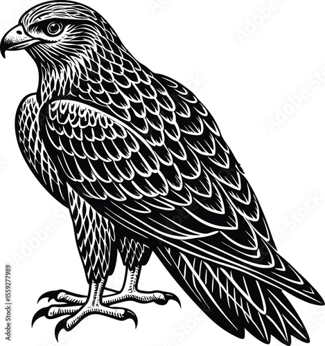 Black Kite Bird of Prey Detailed Line Art Illustration