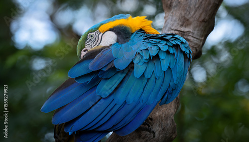 blue-and-yellow macaw (Ara ararauna) cleaning its feathers. Head close up. Tropical bird.