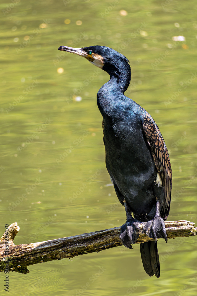 Fototapeta premium The great cormorant, Phalacrocorax carbo sitting on a branch