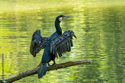 The great cormorant, Phalacrocorax carbo sitting on a branch