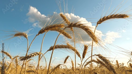 Golden wheat fields sway, agriculture food production, wheat crop countries, farmers work hard growing and harvesting grain, agriculture healthy crop growth, beauty nature agriculture wheat landscapes