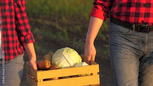 Two unrecognizable farmer carrying crate with organic vegetable harvest closeup slowmo. Man and woman agronomist going with vitamin natural crop carrot cabbage potato at sunny countryside outdoor