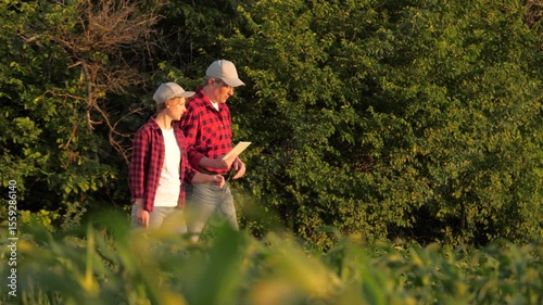 Man and woman agronomist going at corn field with tablet inspection control slowmo. Two farmer agricultural worker examining maize seedling plantation gardening organic plant production at sunset