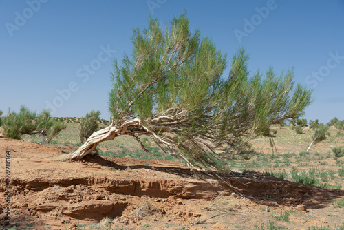 The saxaul tree, native to Central Asia, thrives in arid deserts. It stores water in its trunk and helps combat desertification with its deep roots.