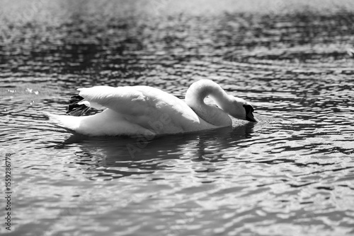 Fototapeta Naklejka Na Ścianę i Meble -  Majestic Swans Gliding on a Serene Lake