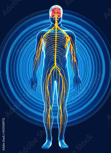 Creative details Full Body Nervous System Vector Illustration | Human Anatomy Diagram for Medical, Educational, and Scientific Use