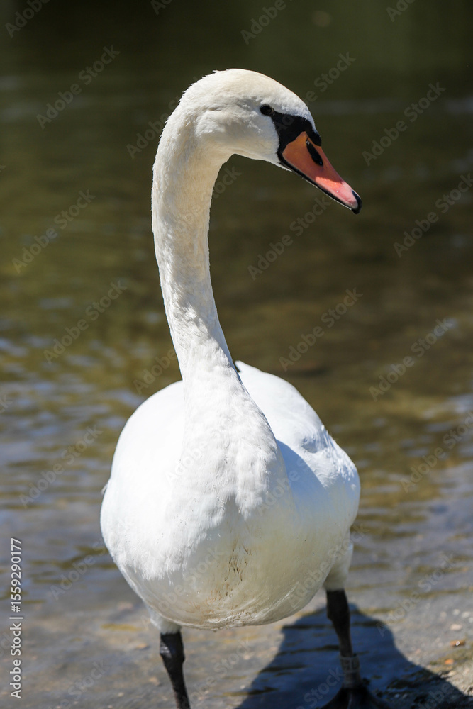 Fototapeta premium Close-up of a White Swan Symbol of Grace and Purity