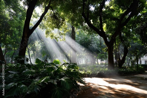 Sunlight Filtering Through Trees in a Serene Forest During Morning Hours