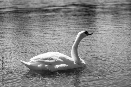 Fototapeta Naklejka Na Ścianę i Meble -  Pristine White Swans on Mirror-Like Lake Surface