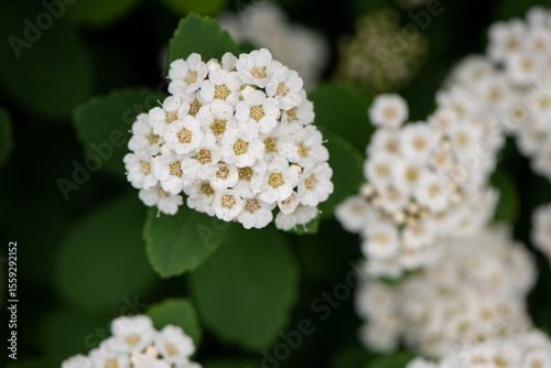 close up of white flowers
