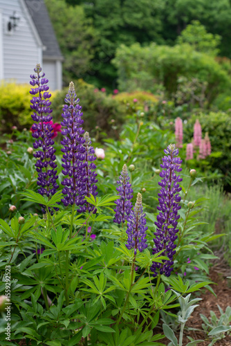 flowers in the garden lupin