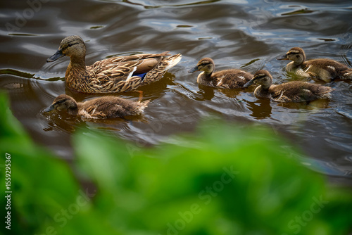 duck and ducklings in a pond