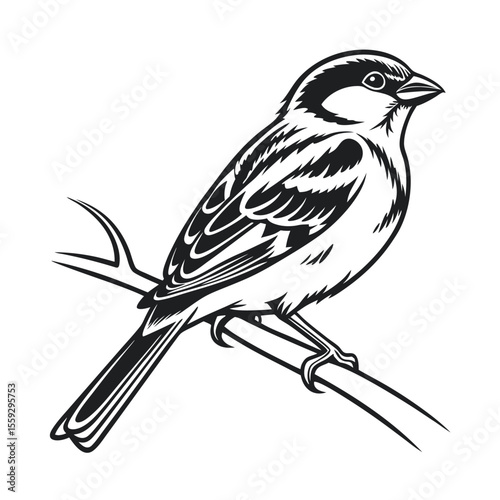 Elegant Black and White Sparrow Illustration A Detailed Line Art Drawing of a Bird Perched on a Branch, Perfect for Nature Lovers and Bird Enthusiasts
