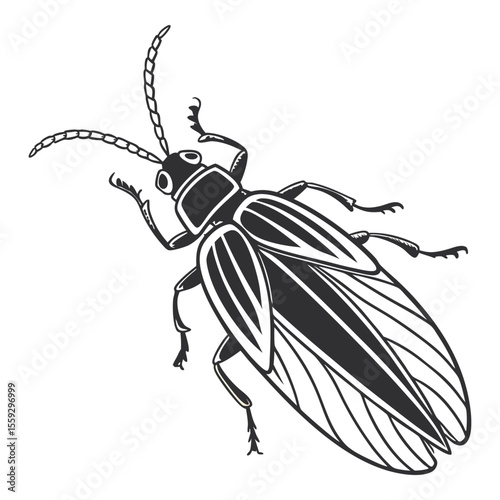 Detailed Line Art Illustration of a Click Beetle Entomology, Insect Anatomy, and Natural History