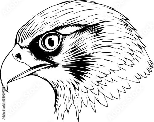 Secure and Supreme: The Falcon Advantage

