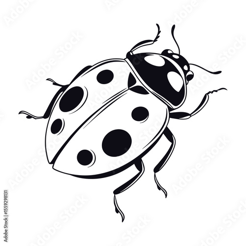 Ladybug Illustration Detailed Line Art of a Seven-Spotted Ladybug, Black and White Insect Drawing, Entomology Artwork, Nature Inspired Design