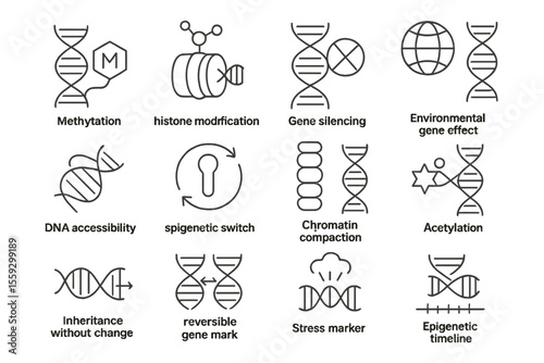 Epigenetic mechanisms: gene silencing, methylation, chromatin, dna accessibility