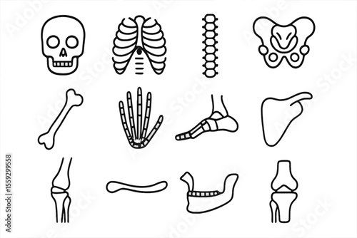 Illustrated human skeleton anatomy: skull, ribs, spine, pelvis, and more