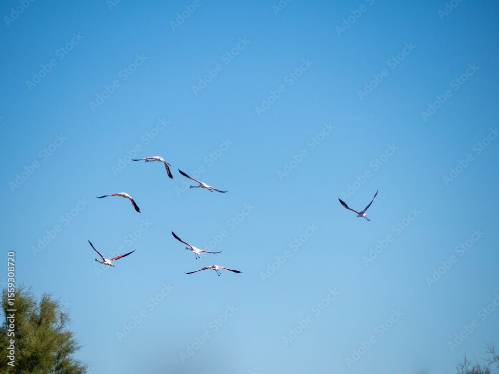 Obraz premium Flamingos in flight. Saintes-Maries-de-la-Mer, France