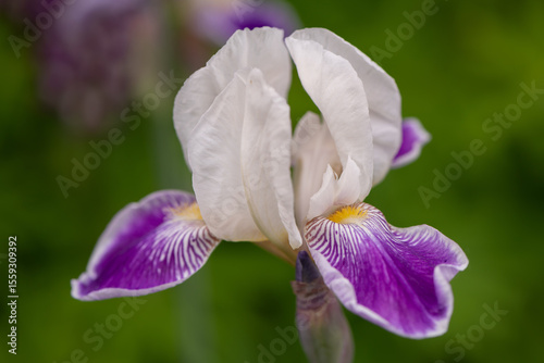 purple and white iris flower