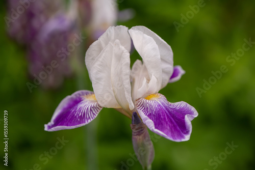 purple iris flower