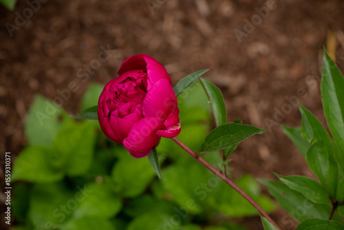 peony red in garden