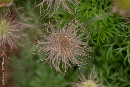 hair flowers
