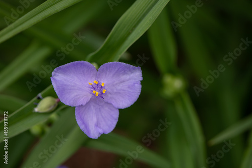 purple flower 3 petlles