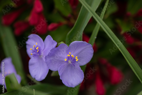 spiderwort flower in garden