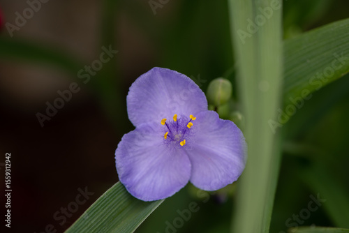 Virginia Tradescantia blue purple flower with three petals