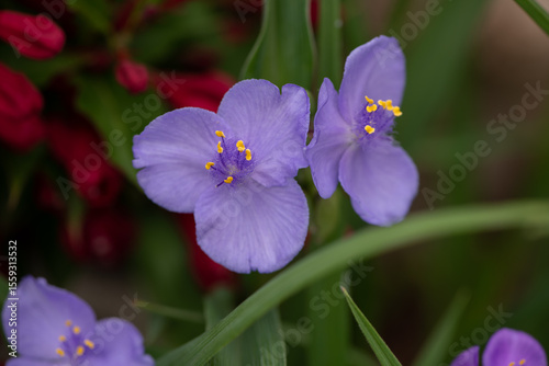 two little purple flowers Virginia Tradescantia