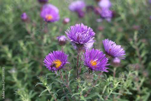 Beautiful purple daisies with yellow centres