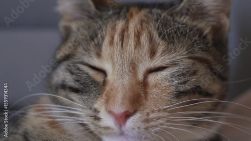 Calm sleepy cat blinking slowly with half-closed eyes. Concepts of mindfulness, pet love, comfort and relaxation.