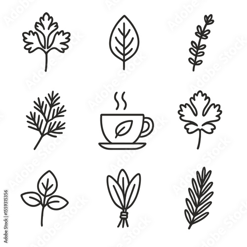 Herbal Icon Collection. Line style icons of herbal and green flavors: parsley bunch, basil leaf, thyme sprig, dill cluster,
