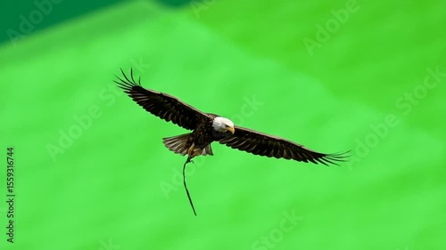 Majestic eagle soaring over vibrant green landscape