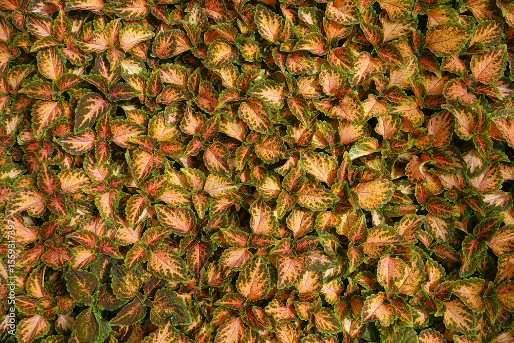 Fototapeta premium A rich assortment of variegated Coleus leaves creates a stunning visual tapestry in a botanical garden.