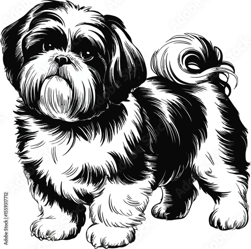 A black and white sketch of a shih tzu dog standing on a white background looking forward