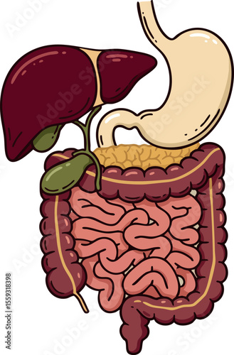 Human digestive system anatomy with liver stomach intestines and gallbladder detailed vector illustration educational medical design