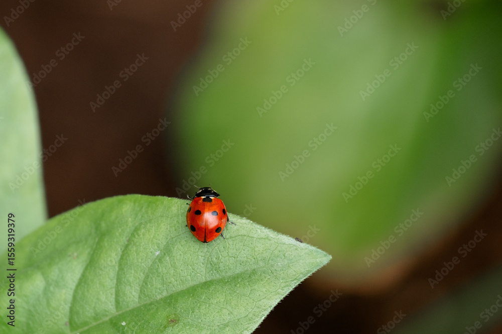 Fototapeta premium red ladybug crawling on green leaf of flower, close-up