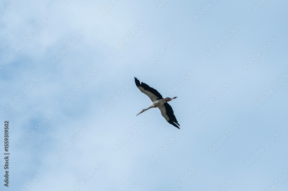 Fototapeta premium Stork fly on the sky.