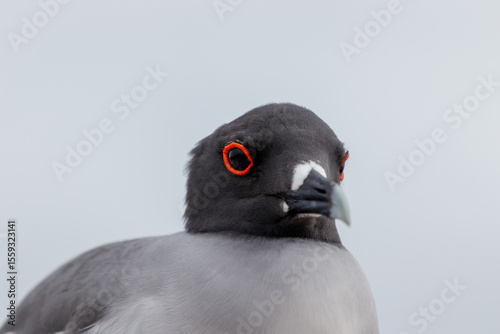 swallow tailed gull close up in profile galapagos red circle around eye. photo