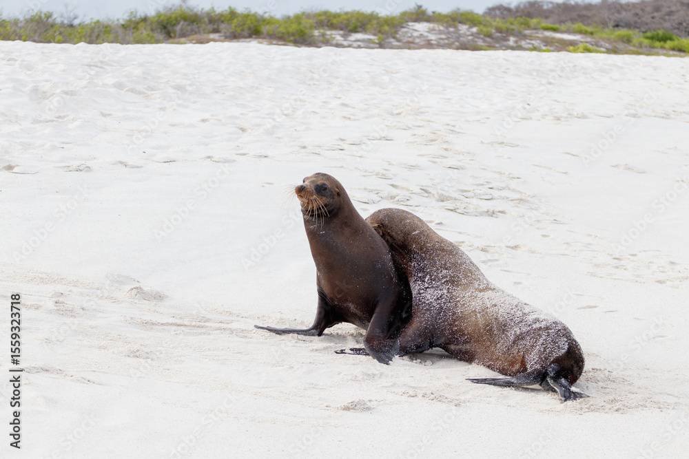 Fototapeta premium Sea lion standing isolated on white sand beach, Galapagos Islands, Ecuador.